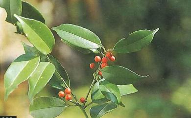 Ilex ficoidea Hemsl. 臺灣糊樗