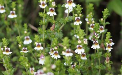 Euphrasia transmorrisonensis var. transmorrisonensis 玉山小米草