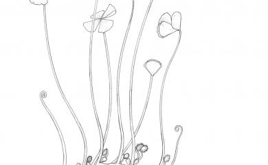 Marsilea minuta L. 田字草