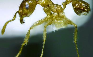 Pheidole megacephala Fabricius, 1793 熱帶大頭家蟻