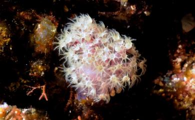 Dendronephthya rubra (May, 1899) 紅棘穗軟珊瑚