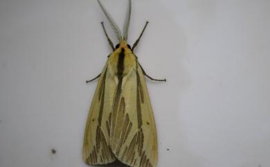 Eospilarctia nehallenia baibarensis (Matsumura) 赭新污燈蛾