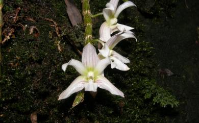 Dendrobium chameleon Ames 長距石斛