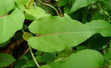 Fallopia multiflora (Thunb.) Haraldson 臺灣何首烏