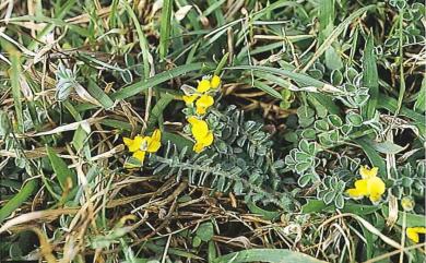 Crotalaria similis Hemsl. 鵝鑾鼻野百合