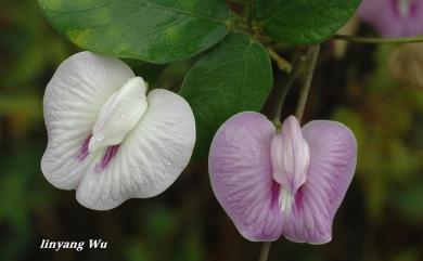 Centrosema plumieri 白花山珠豆