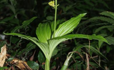 Liparis sootenzanensis 插天山羊耳蒜