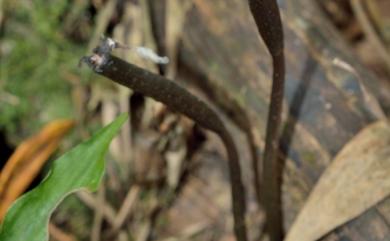 Gastrodia pubilabiata 冬赤箭