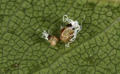 Cacopsylla oluanpiensis (Yang, 1984)