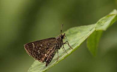 Aeromachus inachus formosana Matsumura, 1931 弧弄蝶