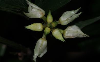Tropidia curculigoides Lindl. 仙茅摺唇蘭