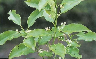 Ilex rarasanensis 拉拉山冬青