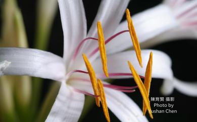 Crinum asiaticum L. 文珠蘭