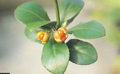 Euonymus japonicus 日本衛矛