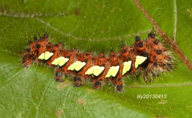 Loepa mirandula Yen, Nässig, Naumann & Brechlin, 2000 大黃豹天蠶蛾