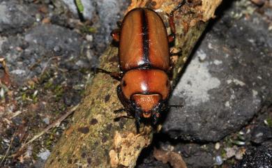 Prosopocoilus astacoides blanchardi (Parry, 1873) 兩點鋸鍬形蟲