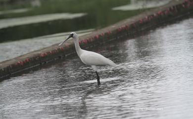 Platalea minor Temminck & Schlegel, 1849 黑面琵鷺