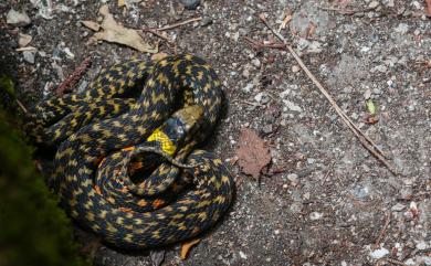 Rhabdophis tigrinus formosanus (Maki,1931) 虎斑頸槽蛇臺灣亞種