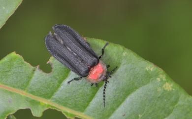 Vesta rufiventris (Motschulsky, 1853) 卵翅櫛角螢