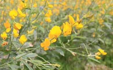 Crotalaria juncea L. 太陽麻