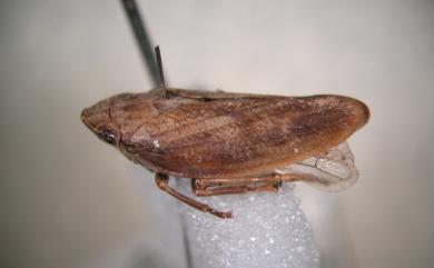 Poophilus costalis (Walker, 1851) 嗜菊短頭脊沫蟬