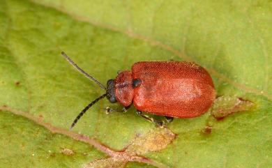 Pyrrhalta semifulva (Jacoby, 1885) 小紅毛螢金花蟲