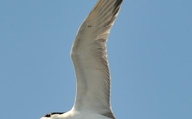 Thalasseus bergii cristatus (Stephens, 1826) 鳳頭燕鷗