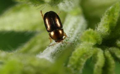 Diachus auratus (Fabricius, 1801) 豆小筒金花蟲