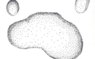 Ursus thibetanus formosanus Swinhoe, 1864 臺灣黑熊