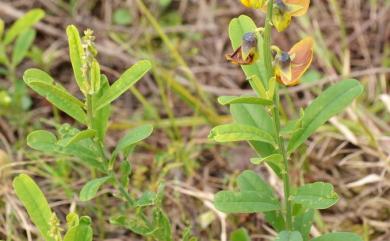 Crotalaria retusa L. 凹葉野百合