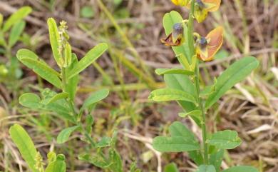 Crotalaria retusa 凹葉野百合