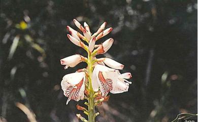 Alpinia pricei Hayata 普萊氏月桃