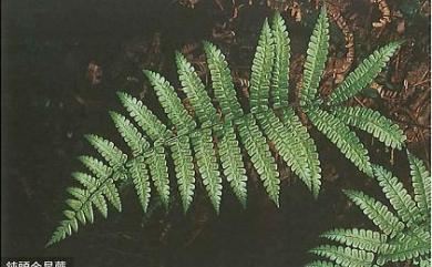 Coryphopteris angulariloba (Ching) L.J.He & X.C.Zhang 鈍頭泛亞金星蕨
