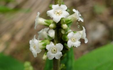 Buddleja asiatica 揚波