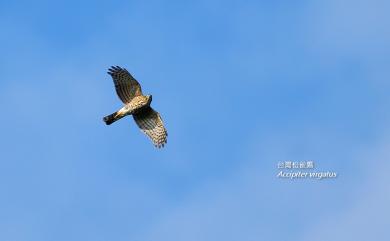 Accipiter virgatus fuscipectus Mees, 1970 松雀鷹(台灣特有亞種)