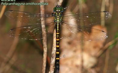 Polycanthagyna ornithocephala (McLachlan, 1883) 喙鋏晏蜓