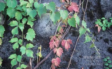 Parthenocissus tricuspidata 地錦