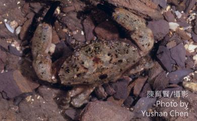 Leptodius affinis (De Haan, 1835) 近親皺蟹
