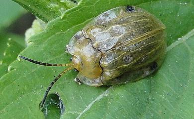 Basiprionota angusta (Spaeth, 1914) 大黃龜金花蟲