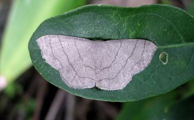 Scopula mecysma mecysma Swinhoe, 1894