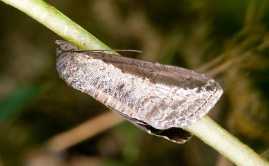 Lophoptera squammigera Guenée, 1852 暗裙脊蕊夜蛾
