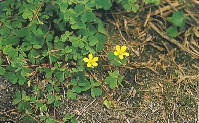 Oxalis corniculata 酢漿草