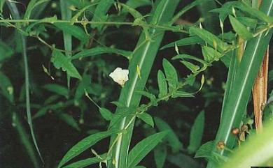 Xenostegia tridentata (L.) D.F. Austin & Staples 戟葉菜欒藤