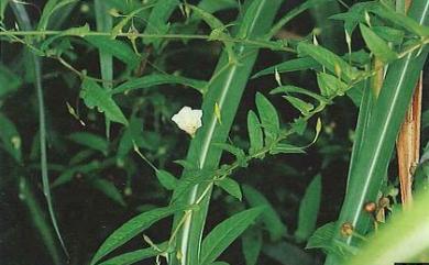 Xenostegia tridentata 戟葉菜欒藤