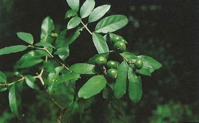 Randia sinensis (Lour.) Schult. 華茜草樹