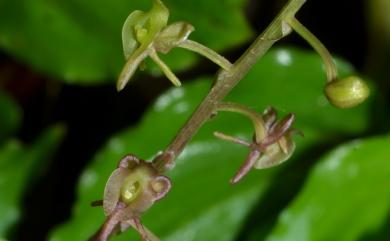 Crepidium matsudae (Yamam.) Szlach. 凹唇軟葉蘭