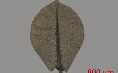 Plagiomnium cuspidatum (Hedw.) T.J. Kop., 1968 尖葉走燈苔