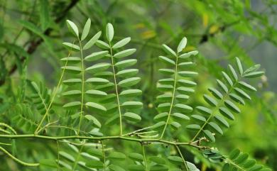 Indigofera galegoides DC. 假大青藍