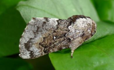 Cosmotriche discitincta discitincta Wileman, 1914 銀肩枯葉蛾