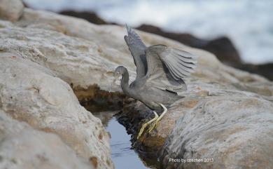 Egretta sacra sacra (J. F. Gmelin, 1789) 岩鷺